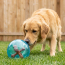 KONG Jumbler Jacks Ball (Assorted Colors) Dog Toy MD/LG NEW