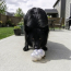 KONG Rewards Bubbles Dog Toy Medium NEW