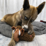 KONG Toughz Mammoth Dog Toy Medium