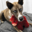 KONG Toughz Highland Cow Dog Toy Medium