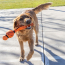 KONG Wubba Sport Basketball Dog Toy Large