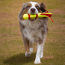 KONG Wubba Sport Softball Dog Toy Small