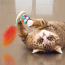 KONG CAT Active Bubble Ball (Assorted Colours) Toy