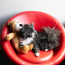 KONG Wild Knots Bear (Assorted Colors) Dog Toy Jumbo