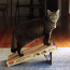 KONG CAT Naturals Pop-Up Incline Scratcher