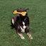 KONG Armor Bone (Assorted Colours) Dog Toy Medium