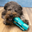 KONG Rewards Roll Upz Stick Dog Toy Medium/Large