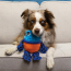 KONG Tropics Rattlez Frog Toy Medium/Large