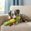 KONG Tropics Rattlez Iguana Toy Medium/Large