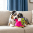 KONG Tropics Rattlez Snail Toy Medium/Large