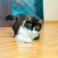 KONG CAT Laser Pointer Toy