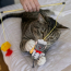 KONG CAT Teaser Dual Mouse Toy NEW