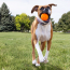 KONG CoreStrength Ball Dog Toy Medium/Large