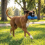 KONG Corestrength Dumbbell Dog Toy Medium/Large