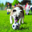 KONG Sport Balls 2pk (Assorted) Dog Toy Large