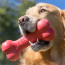 KONG Goodie Bone Classic Dog Toy Small