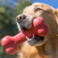 KONG Goodie Bone Classic Dog Toy Large
