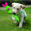KONG Wubba Ballistic Friend Dog Toy Small