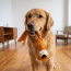 KONG Wubba Ballistic Friend (Assorted) Dog Toy X-Large