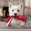 KONG Wubba Dog Toy (Assorted Colours) Small