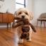 KONG Wubba Friend (Assorted) Dog Toy Small