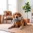 KONG Wubba Friend (Assorted) Dog Toy Large