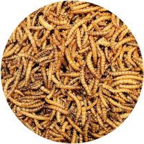 ESS Topcrop Dried Mealworms BULK 5kg (2)