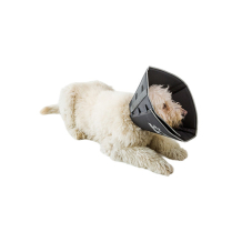AFP Comfy Cone Black Medium 12-15"