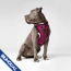 CPL Canada Pooch Everything Harness Pink Large (20)