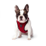 CPL Canada Pooch Everything Harness Red Small (20)