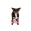 CPL Canada Pooch F&W Soft Shield Boot 4pk Red SZ 4