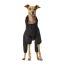 CPL Canada Pooch F&W Snowsuit Black SZ 26