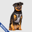 CPL Canada Pooch Everything Harness Reflective Mesh Small