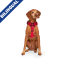 CPL Canada Pooch Complete Control Harness Red Large (20)