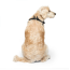 CPL Canada Pooch Easy-On Step-In Harness Black X-Small (20)