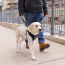 CPL Canada Pooch Easy-On Step-In Harness Black Small (20)