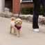 CPL Canada Pooch Easy-On Step-In Harness Plum Medium (20)