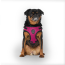 CPL Canada Pooch Easy-On Step-In Harness Plum Large (20)