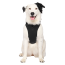 CPL Canada Pooch Everything Harness w/Poop Dispnser Black S