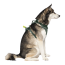CPL Canada Pooch Everything Harness w/Poop Dispnser Green L