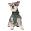 CPL Canada Pooch Everything Harness w/Poop Dispnser Green XL
