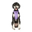 CPL Canada Pooch Everything Harness w/Poop Dispnser Lvndr L