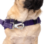 CPL Canada Pooch Re-Direct Harness Purpl/Lvdnr XX-Large (20)