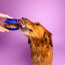 CPL WAGLAB The Slobber Blue Large Toy (16)
