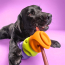 CPL WAGLAB The Bully Orange Small Toy (16)