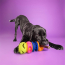 CPL WAGLAB The Squiggle Purple Large Toy (16)