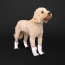 CPL Canada Pooch F&W Soft Shield Boot 4pk Reflect SZ 2