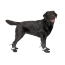 CPL Canada Pooch F&W Soft Shield Boot 4pk Reflect SZ 5