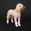 CPL Canada Pooch F&W Soft Shield Boot 4pk Reflect SZ 6
