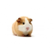 STS Guinea Pig Pellets 2kg/4.4lb